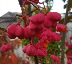 Euonymus europaeus Red Cascade