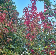 Euonymus europaeus Red Cascade