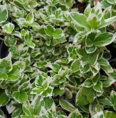 Euonymus fortunei Silver Queen