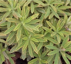 Euphorbia martinii Ascot Rainbow