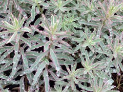 Euphorbia polychroma First Blush