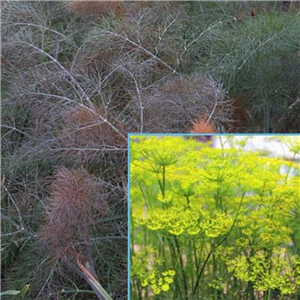 Herb Fennel Bronze