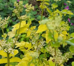 Filipendula ulmaria Aurea