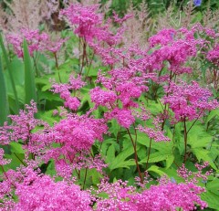 Filipendula rubra Venusta