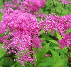 Filipendula rubra Venusta