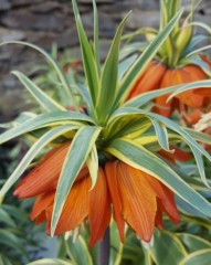 Fritillaria imperialis Variegata