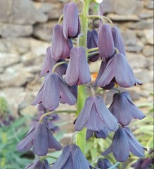 Fritillaria persica