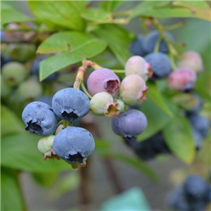 Blueberry Heerma