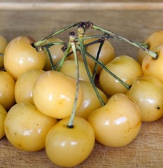 Cherry Donningtons Yellow (Heritage Variety)