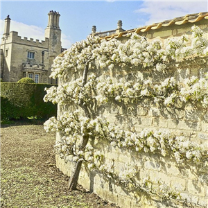 Espalier fruit tree