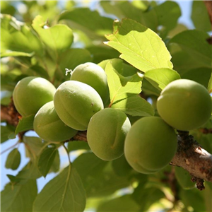 Plum Greengage Reine Claude Verte