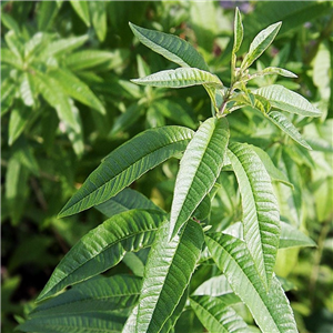 Beautiful highly scented herb used for flavourings in cooking