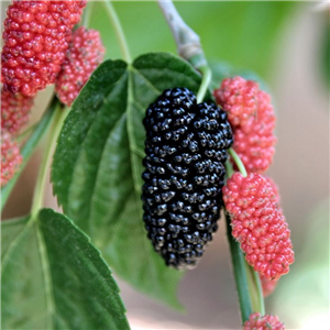 Morus nigra (Black Mulberry)