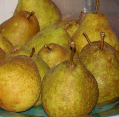 Pear Red Bergamot (Heritage Variety)