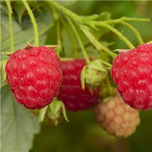 Raspberry Cascade Delight