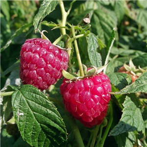 Raspberry Tulameen