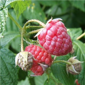 Raspberry Autumn Bliss