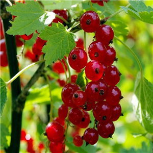 Redcurrant Jonkheer van Tets