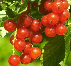 Redcurrant Rovada