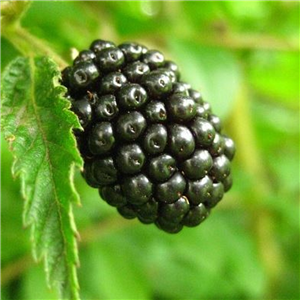 Rubus Cacanska Bestrna