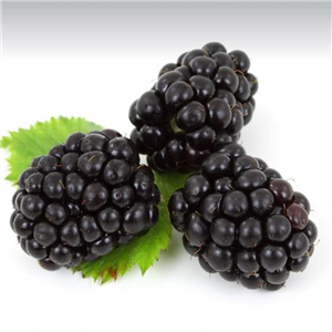 Rubus Black Satin