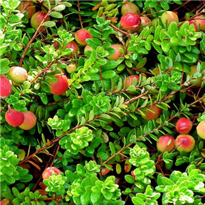 Vaccinium macrocarpon (Cranberry)