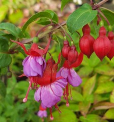 Fuchsia (Hardy) Abbe Farges