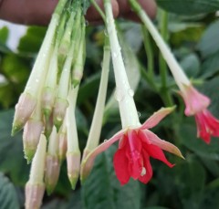 Fuchsia denticulata