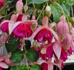 Fuchsia (hardy) Garden News