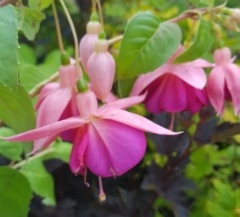 Fuchsia (Hardy) Garden News