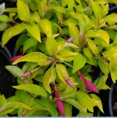 Fuchsia (Hardy) Genii