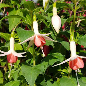 Fuchsia (Bush) Jennifer Anne