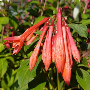 Fuchsia (Bush) Koralle