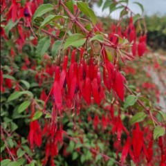 Fuchsia (Hardy) magellanica