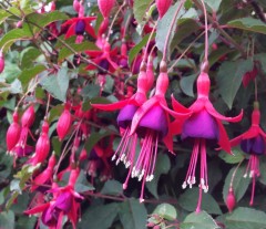 Fuchsia (Hardy) Mrs. Popple