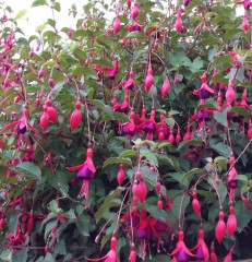 Fuchsia (Hardy) Mrs. Popple