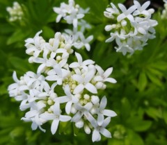 Galium odoratum