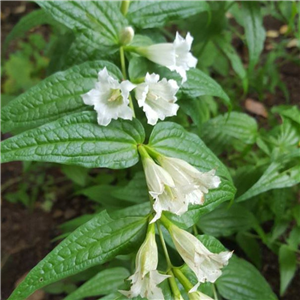 Gentiana asclepiadea Alba