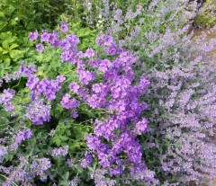 Geranium magnificum