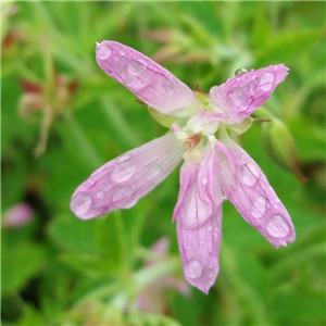 Geranium oxonianum f. thurst onianum David McClintock