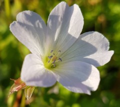 Geranium oxonianum Rebecca Moss