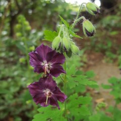 Geranium phaeum Samobor