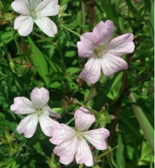 Geranium oxonianum Rebecca Moss