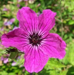 Geranium Red Admiral