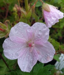 Geranium sanguineum Striatum