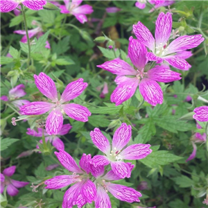 Geranium oxonianum Thurstonianum