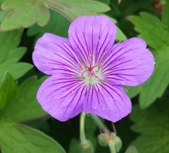 Geranium wlassovianum