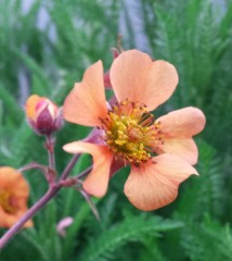 Geum Hill Top Beacon