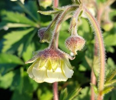 Geum Moonlight Serenade