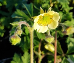 Geum Moonlight Serenade